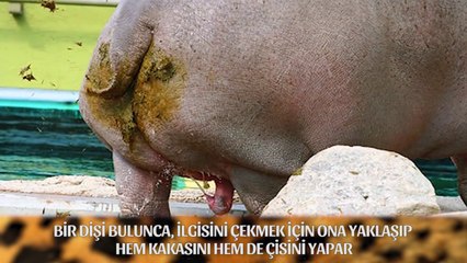 En Garip 10 Hayvan Çiftleşmesi