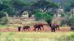 Le braconnage et l'urbanisation tuent les éléphants d'Afrique--S11RxfW2mo