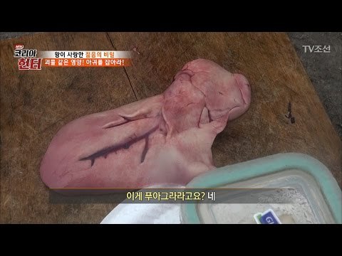 무시무시한 아귀가 몸에 좋은 이유! [뉴 코리아 헌터] 40회 20170306