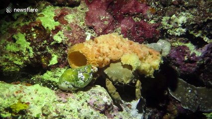 These crabs use sponges to camouflage themselves