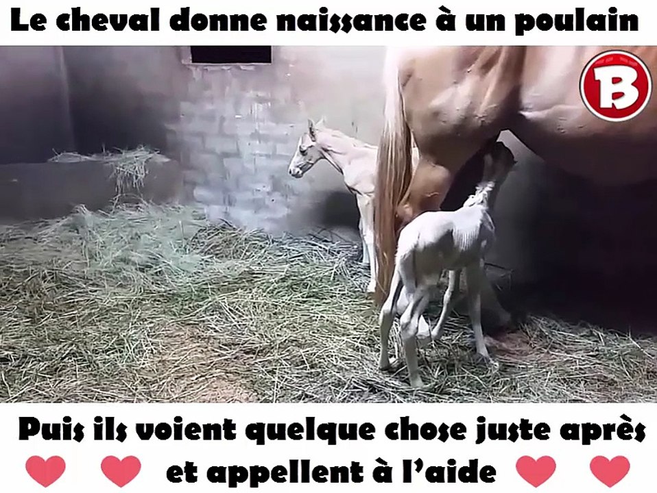 Le cheval donne naissance à un poulain – puis ils voient quelque chose juste après et appellent à l’aide