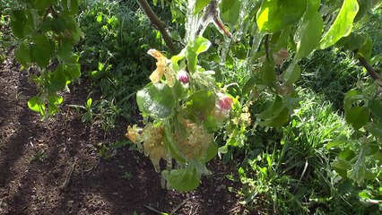 D!CI TV : Alpes du sud : Les arboriculteurs protègent leurs vergers du gel