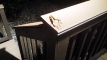 Praying Mantis Enc