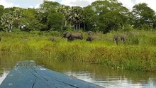 Vídeo mostra momento em que crocodilo ataca elefante