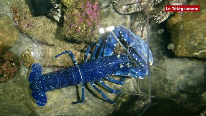 Brest. Un homard d'un bleu intense a pris ses quartiers à Océanopolis (Le Télégramme)