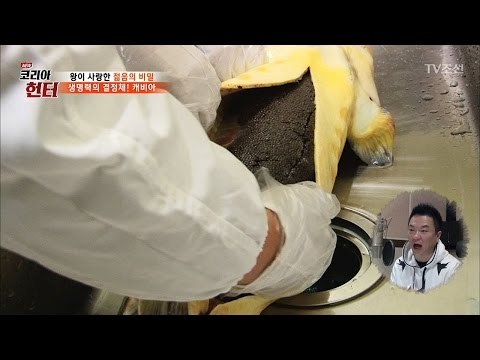 상어의 배를 열었더니, 캐비아가 무더기로! [뉴 코리아 헌터] 40회 20170306
