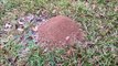 Casting a Fire Ant Colony with Molten Aluminum