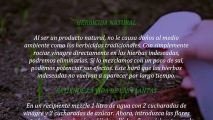 Ella echó vinagre en unas de sus plantas del jardín, lo que sucedió es algo increíble