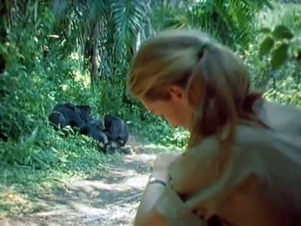 Among the Wild Chimpanzees - Full National Geographic Documentary http://BestDramaTv.Net