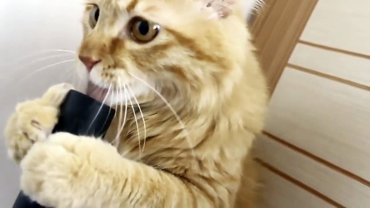 UN CHAT SOUS LSD COMPLETEMENT DROGUE