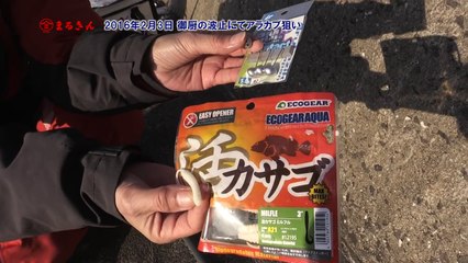 御厨の波止にてワームでアラカブ狙い【つり具のまるきん釣り情報】