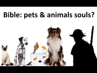 Top Question About The Bible- Will my Pet be in heaven?