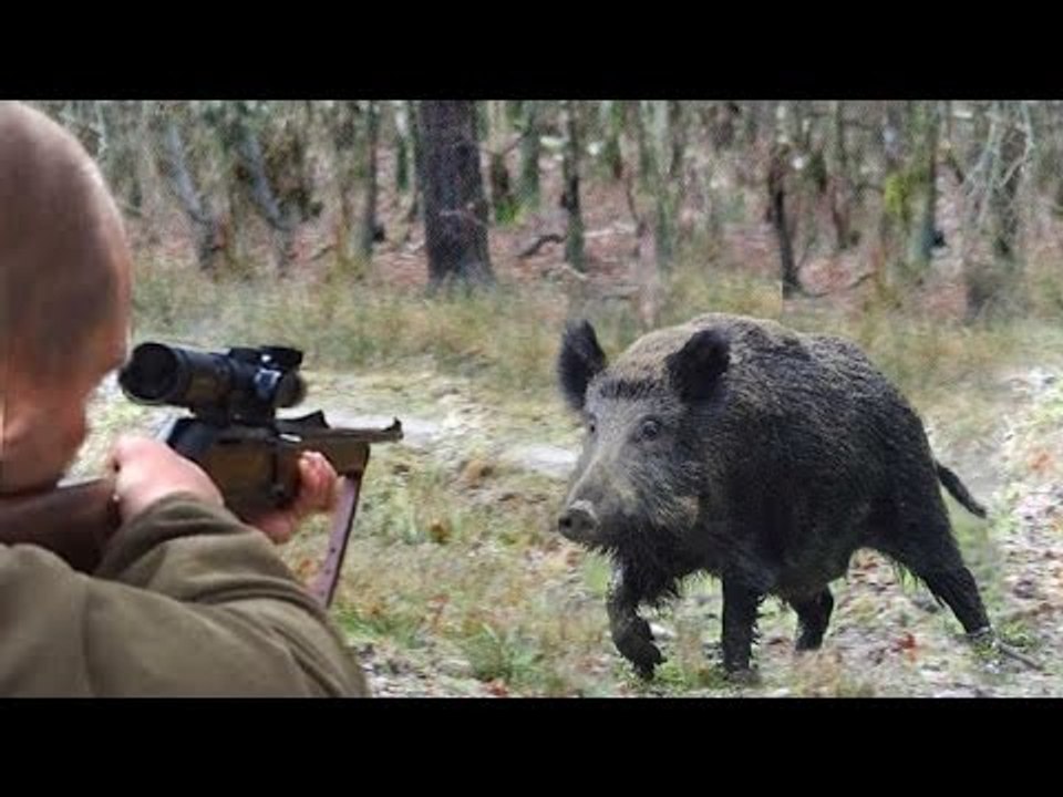 tu es un chasseur voila un video pour vous
