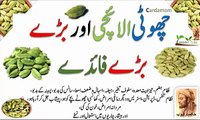 Cardamom Benefits in UrduhindiElaichi ke Fayde इलायची के फ़ायदे Health benefits of Cardamom