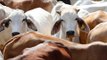 Gau Rakshak beat 2 Dalits in Andhra Pradesh for skinning dead cow | Oneindia News