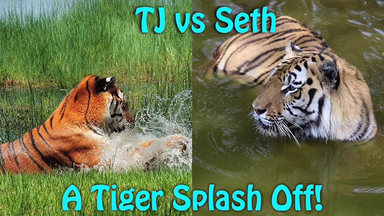 Tiger vs Tiger - The Ultimate Splash Off