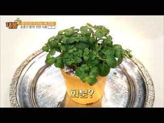 폐 건강을 위한 명약! ‘박하’ [내 몸 플러스] 48회 20170305