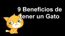 9 Beneficios de tener un Gato en Casa