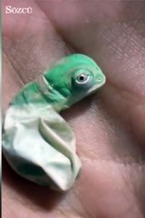 Bebek bukelemunun doğumu...