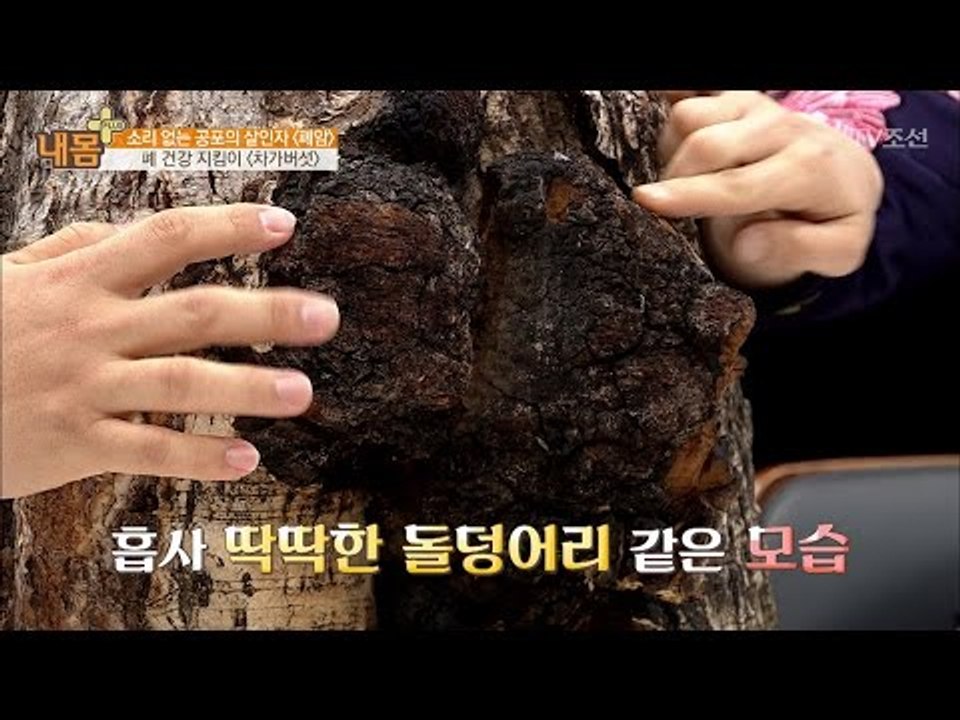 폐 건강 지킴이, ‘차가버섯’ [내 몸 플러스] 48회 20170305