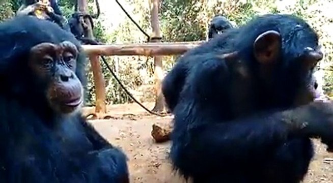 Ce singe a surpris même les scientifiques. Quand vous verrez ses yeux, vous serez captivés !