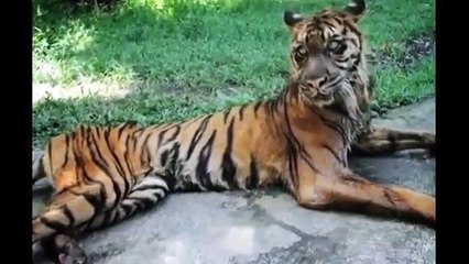 Download Video: Ce zoo en Indonésie est une HONTE! Pauvres animaux