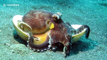 Hungry and aggressive coconut octopus shoots out of shell