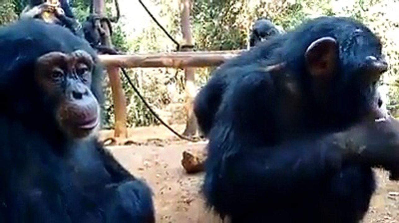 Un singe qui a des yeux comme celles des humains!! Surprenant