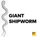 The giant shipworm