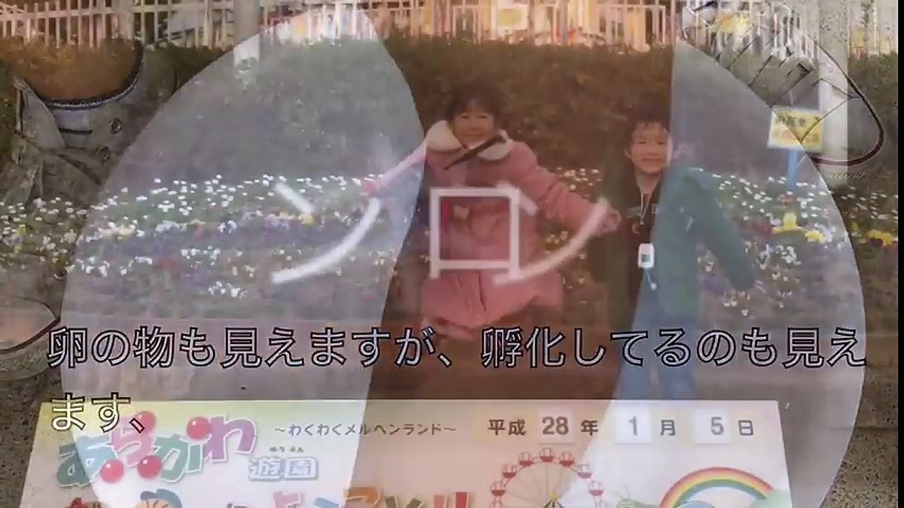 アンタウェスオオクワガタ（モンガル）〜割り出し編！〜爆産だ！！