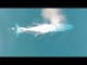 Aerial Footage of Blue Whale Feeding Behavior Captured by Oregon State Scientists