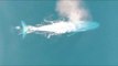 Aerial Footage of Blue Whale Feeding Behavior Captured by Oregon State Scientists