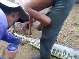 No Creeras Lo que Esta Serpiente se Traga!