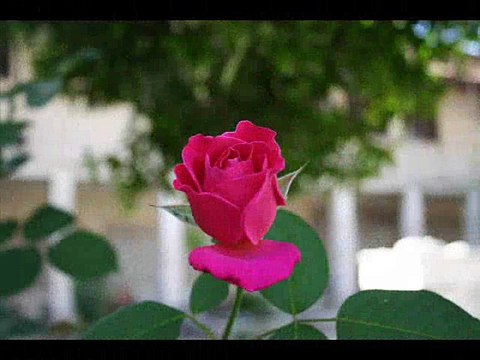 Güler Duman Güle Yel Değdi