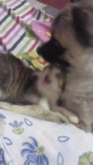 Furry Cousins  Jojo & Leo Playing