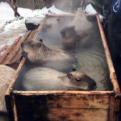Ces animaux kiffent un bain bien chaud !! Capybara