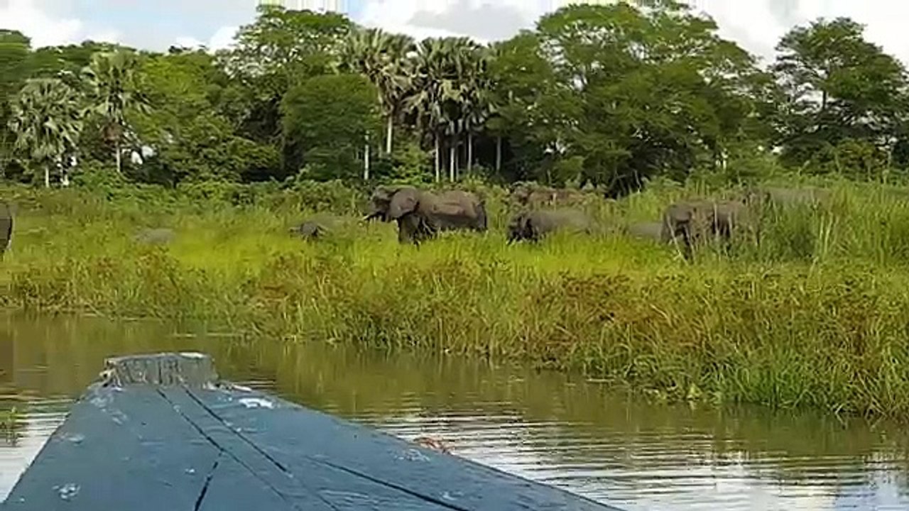 Un crocodile attaque un éléphanteau, mais ce qui se passe par la suite est complétement fou !
