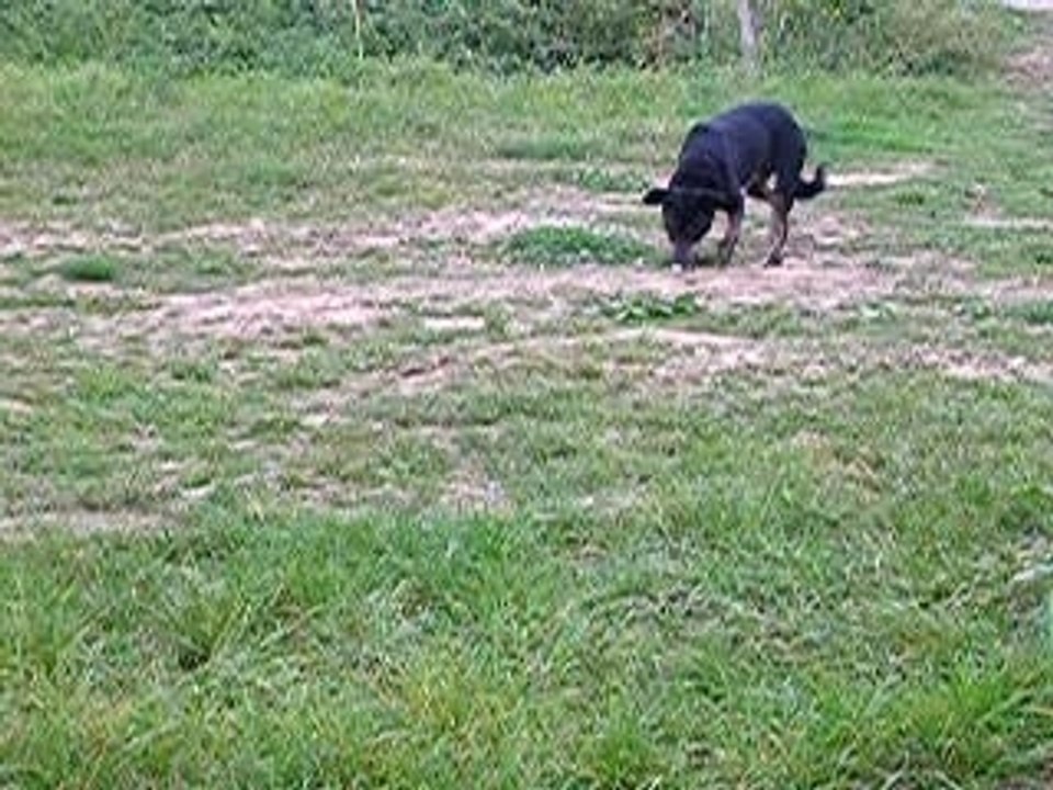 Dora se ballade dans les prés