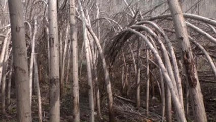 Sert Geçen Kış Ağaçlara Zarar Verdi