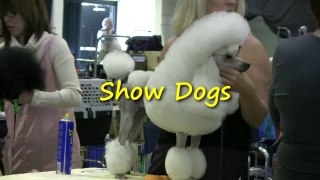 Show Dogs!