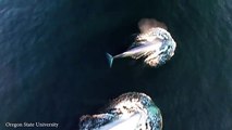 Incredibly rare footage of Antarctic blue whales feeding - Daily Mail Online[via torchbrowser.com]