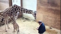 April la Girafe frappe le véto dans les parties intimes