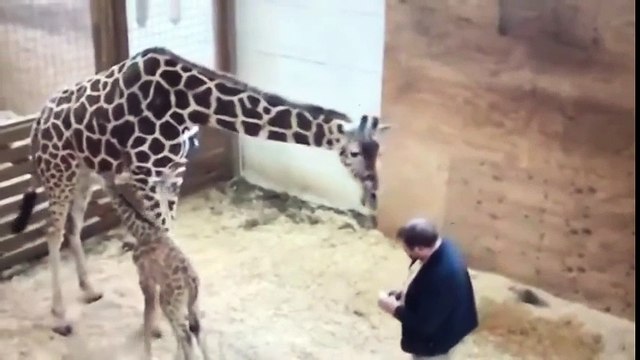 April la Girafe frappe le véto dans les parties intimes