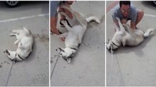 Husky faz birra quando donos dizem que já é hora de ir embora do parque... ADORÁVEL!