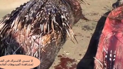 عالم الافتراس ◄ لن تصدق ماذا يحدث لافعى الاناكوندا العملاقة عند افتراس حيوان النيص ( ابو شوك )