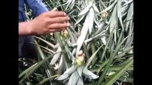ananas çiftliği - Meksika ananas nasıl yetişir izle