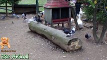 Real Duck Chickens an in farm animals - Farm Animals video for ki