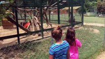 Deux filles provoquent un babouin au zoo, mais elles vont regretter amèrement leur geste