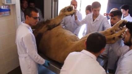 Burdur Yıldırım Çarpmasıyla Ölen Aslan Kadavra Olacak