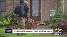 Alligator captured in a front yard in Texas